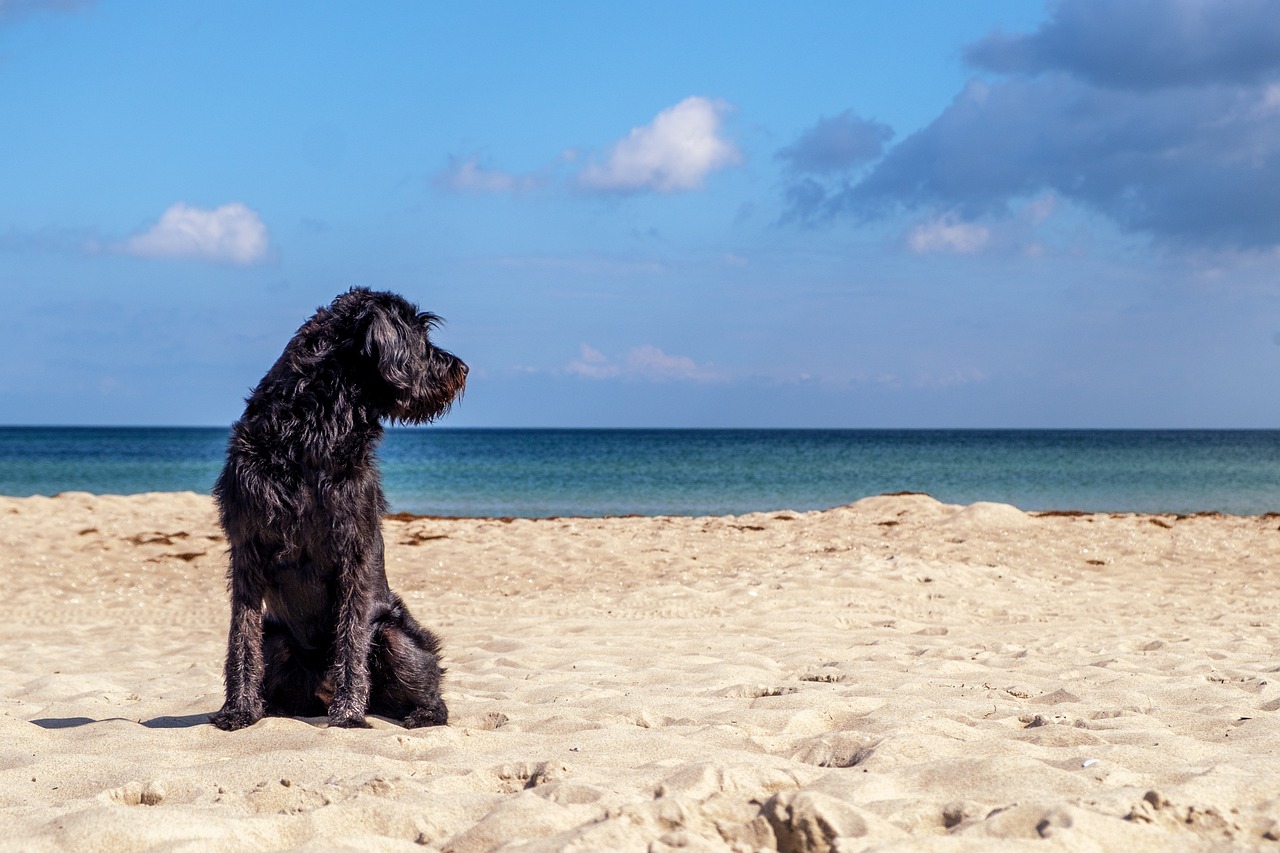 Coast dog beach lilypad properties spain