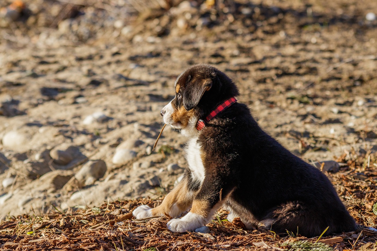 Blog puppy lilypad properties spain