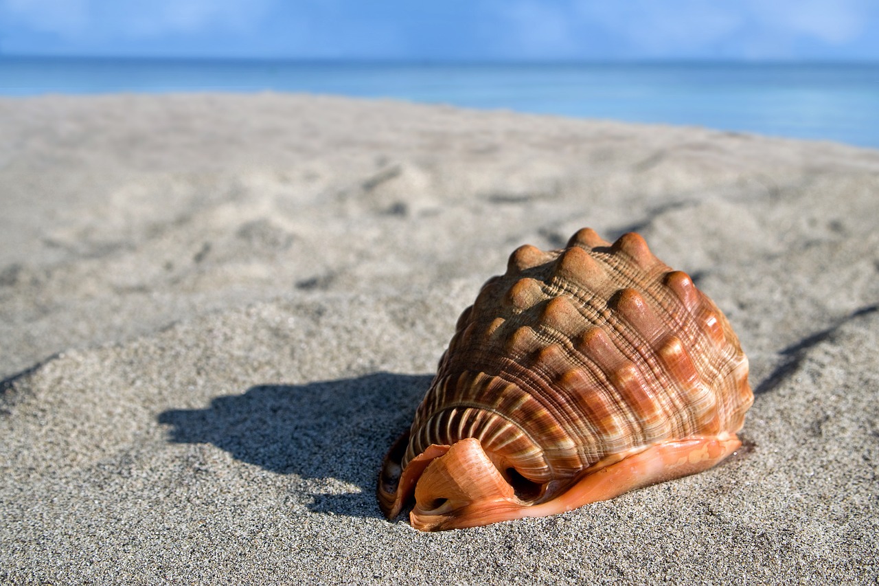 Coast sea shell lilypad properties spain