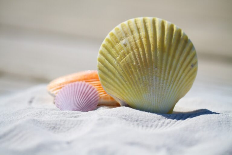 Coast shells lilypad properties spain