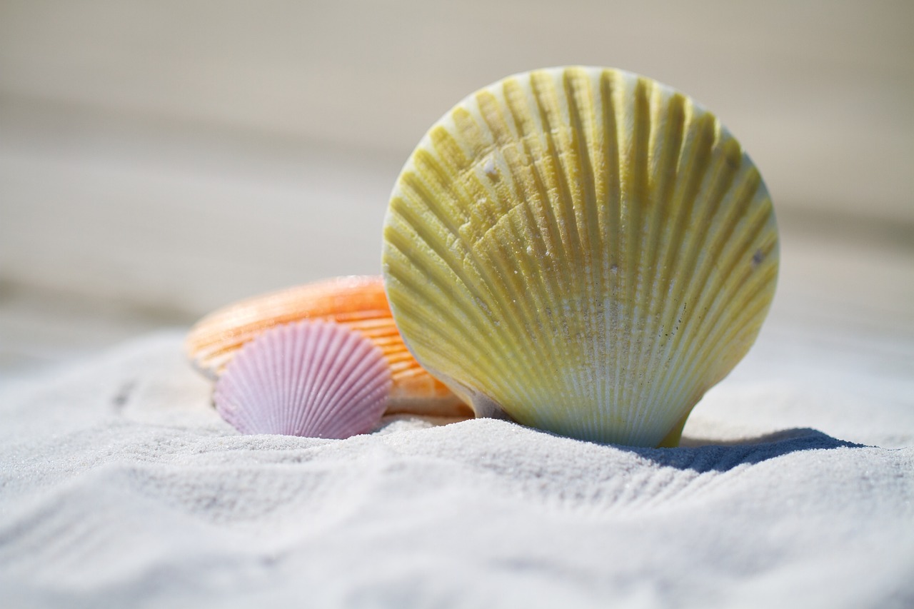 Blog shells lilypad properties spain